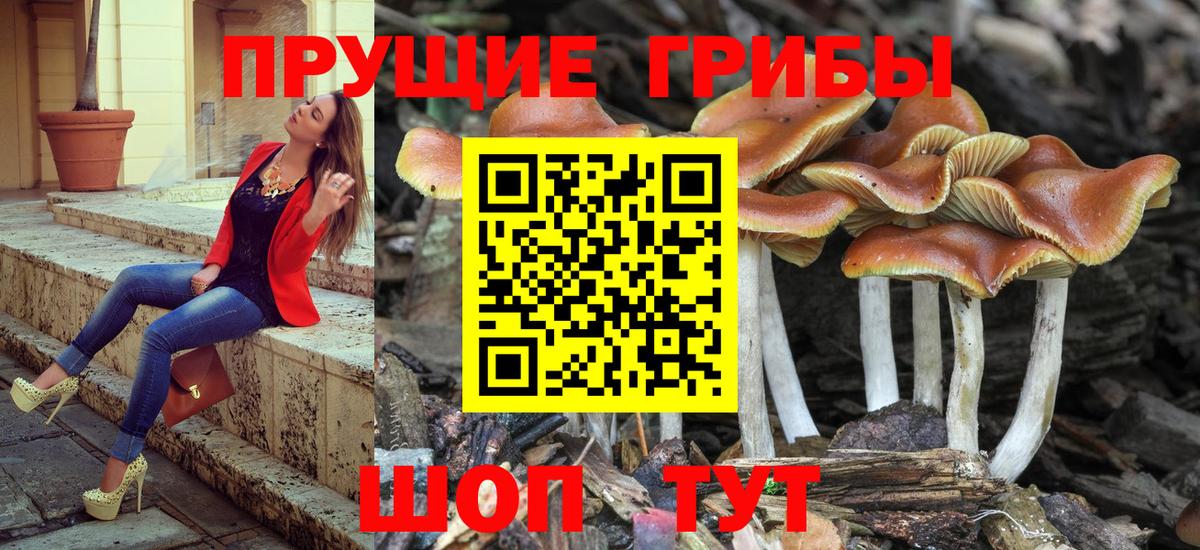 Галлюциногенные грибы Psilocybe  Вход с VPN  Углич 